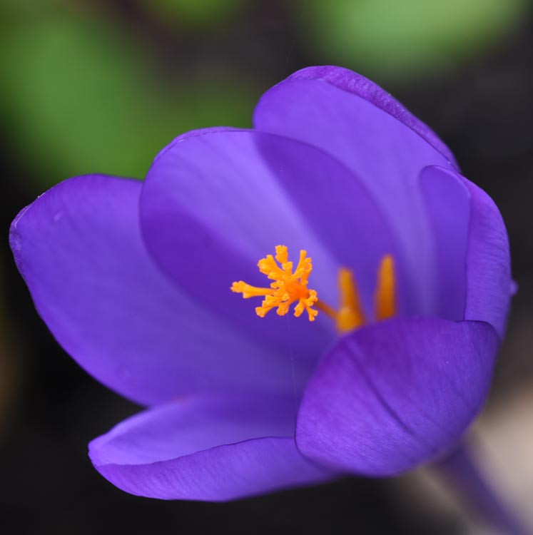 crocus-speciosus-conqueror-autumn-crocus